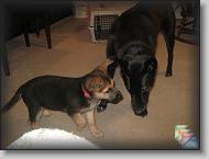 Family Dogs * (196 Slides)